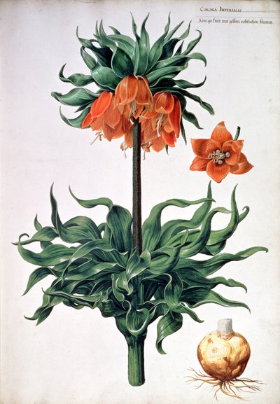 Fritillaria imperialis, ca. 1630 von Pieter van Kouwenhoorn